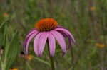 Eastern purple coneflower